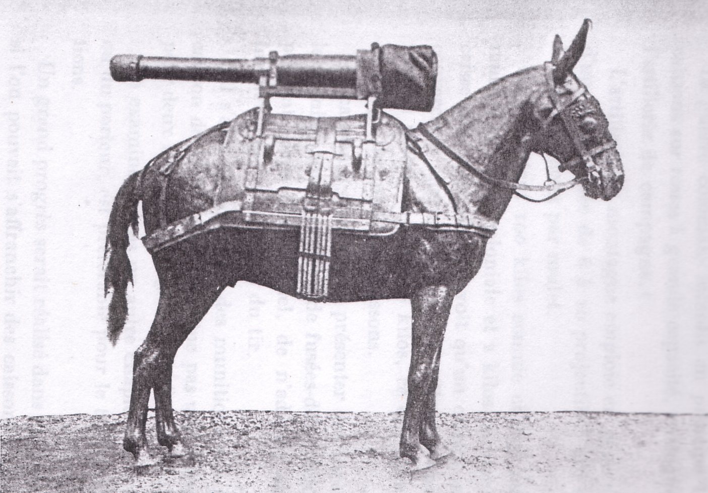 70mm Howitzer Barrel mounted on a pack mule