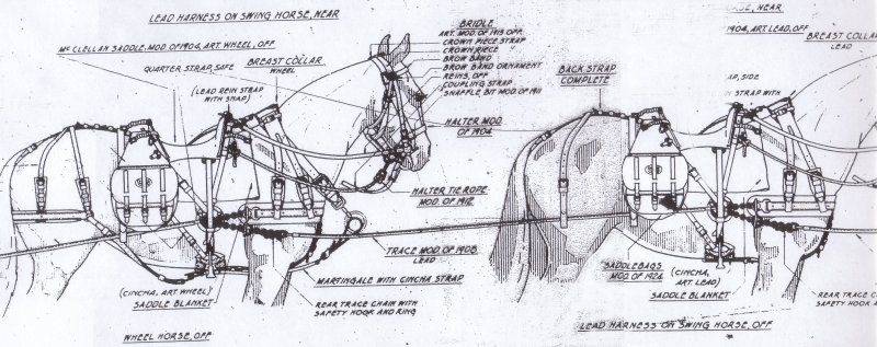 US M 1916 Harness and M 1904 Saddles on the Off Side Horses